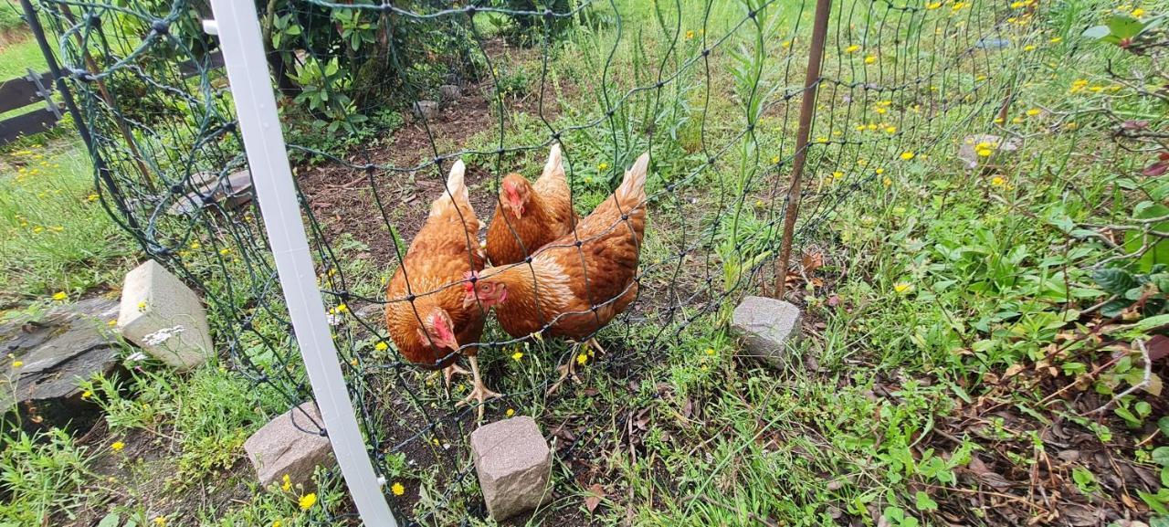 Ferienwohnung Im Gruenen Heppenheim  Екстер'єр фото